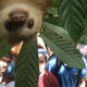 Illustration for article titled Cute Baby Sloth Photobombs a Group Picture